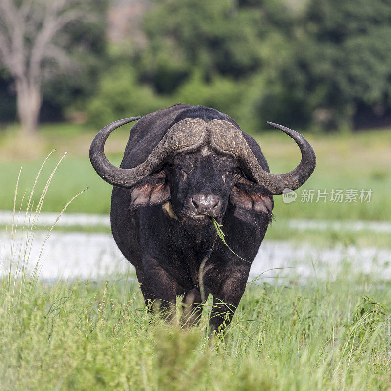 非洲(Cape)水牛，Syncerus caffer，放牧;博茨瓦纳的乔贝河